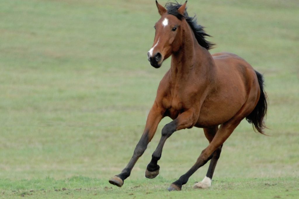 animals that represent strength