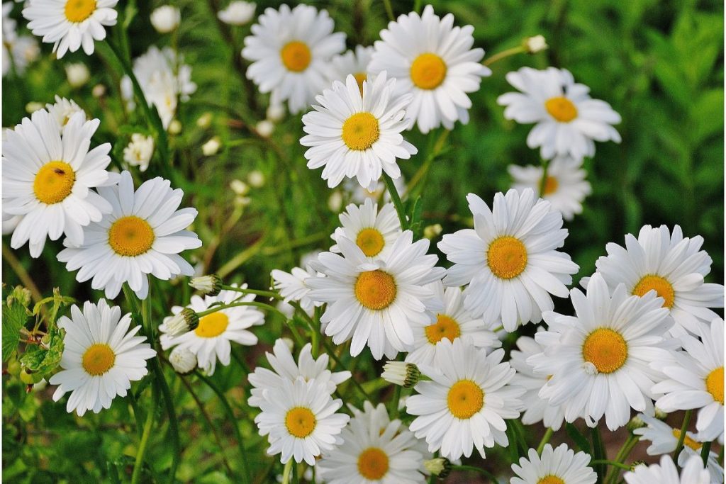 daisy symbolism