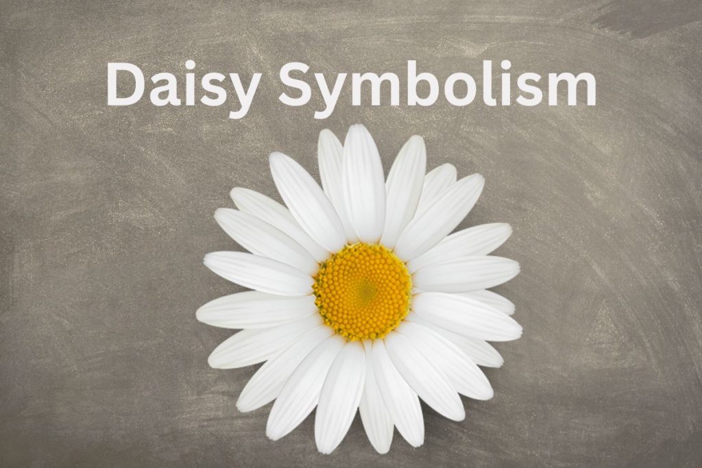 Daisy Symbolism And Meaning SymbolScholar