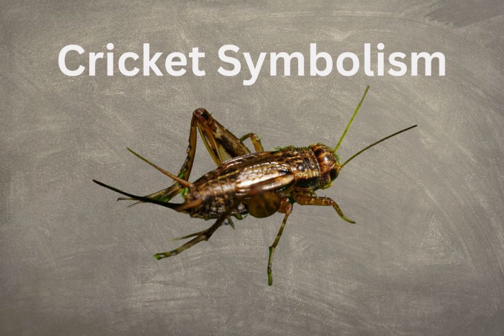 Cricket Symbolism SymbolScholar