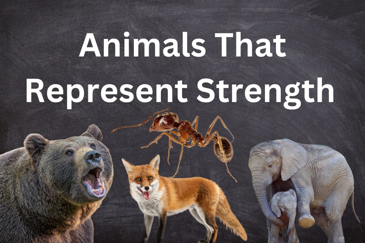 Animals that represent strength