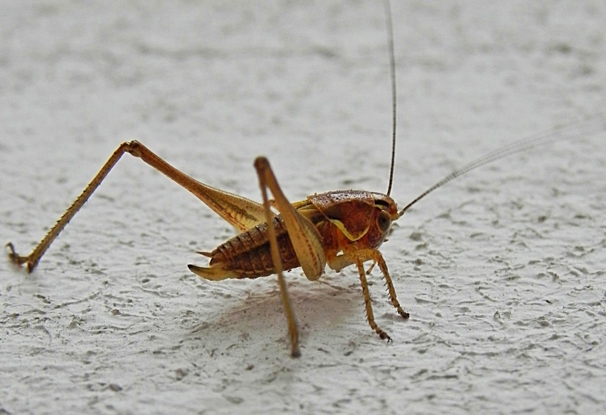 Cricket Symbolism SymbolScholar