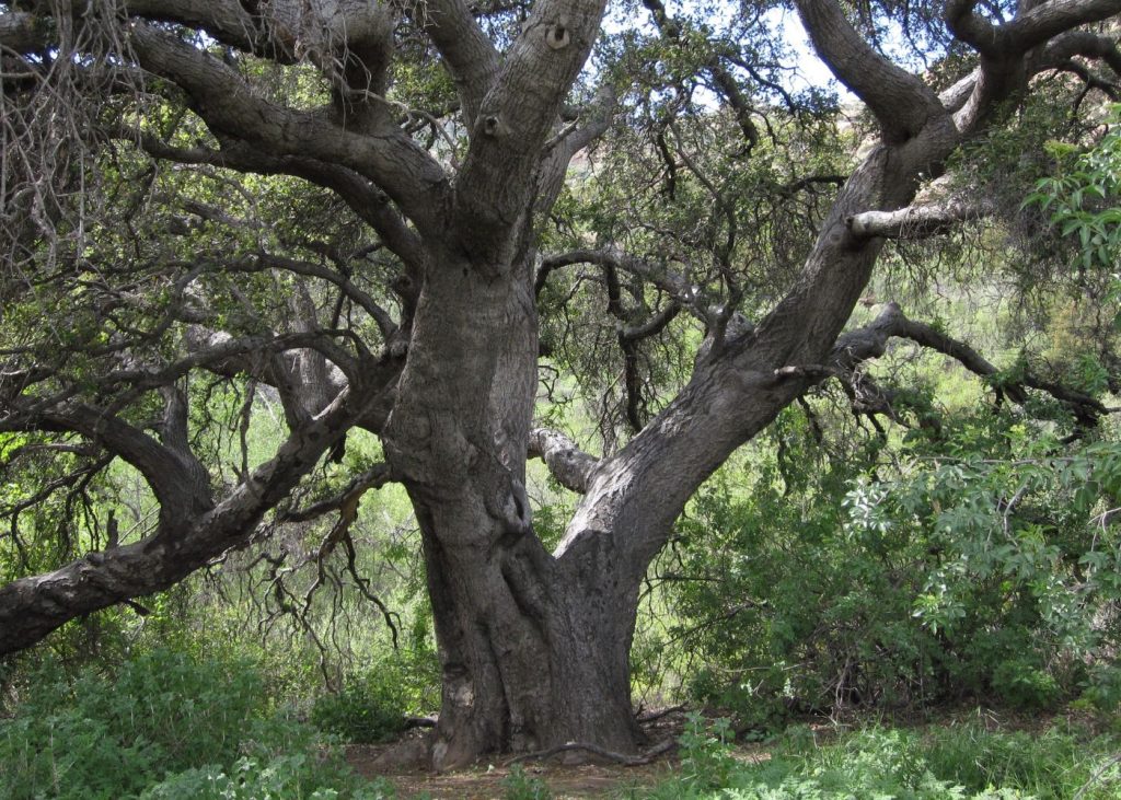 tree symbolism