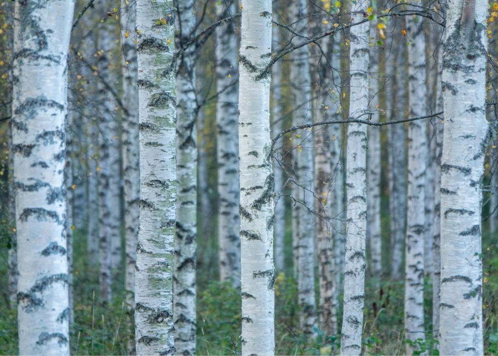 tree symbolism