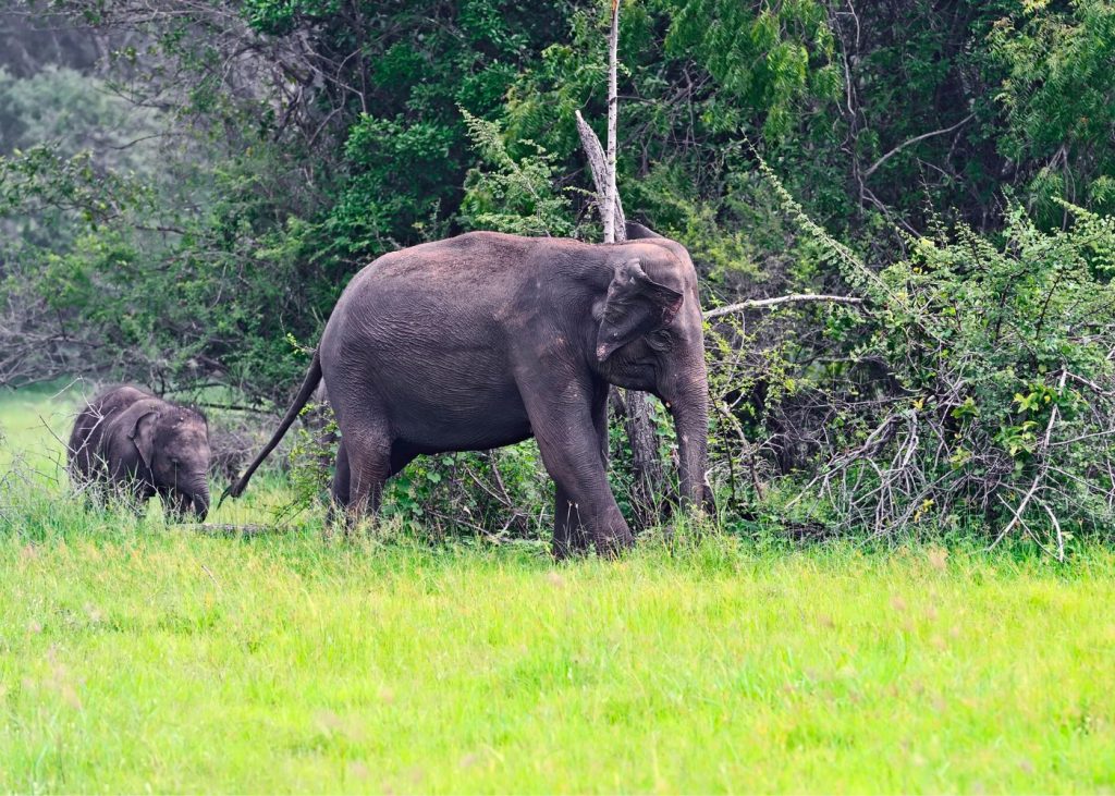 elephant spirit animal