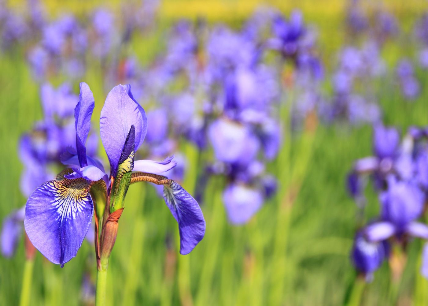 Iris Symbolism What This Flower Means SymbolScholar