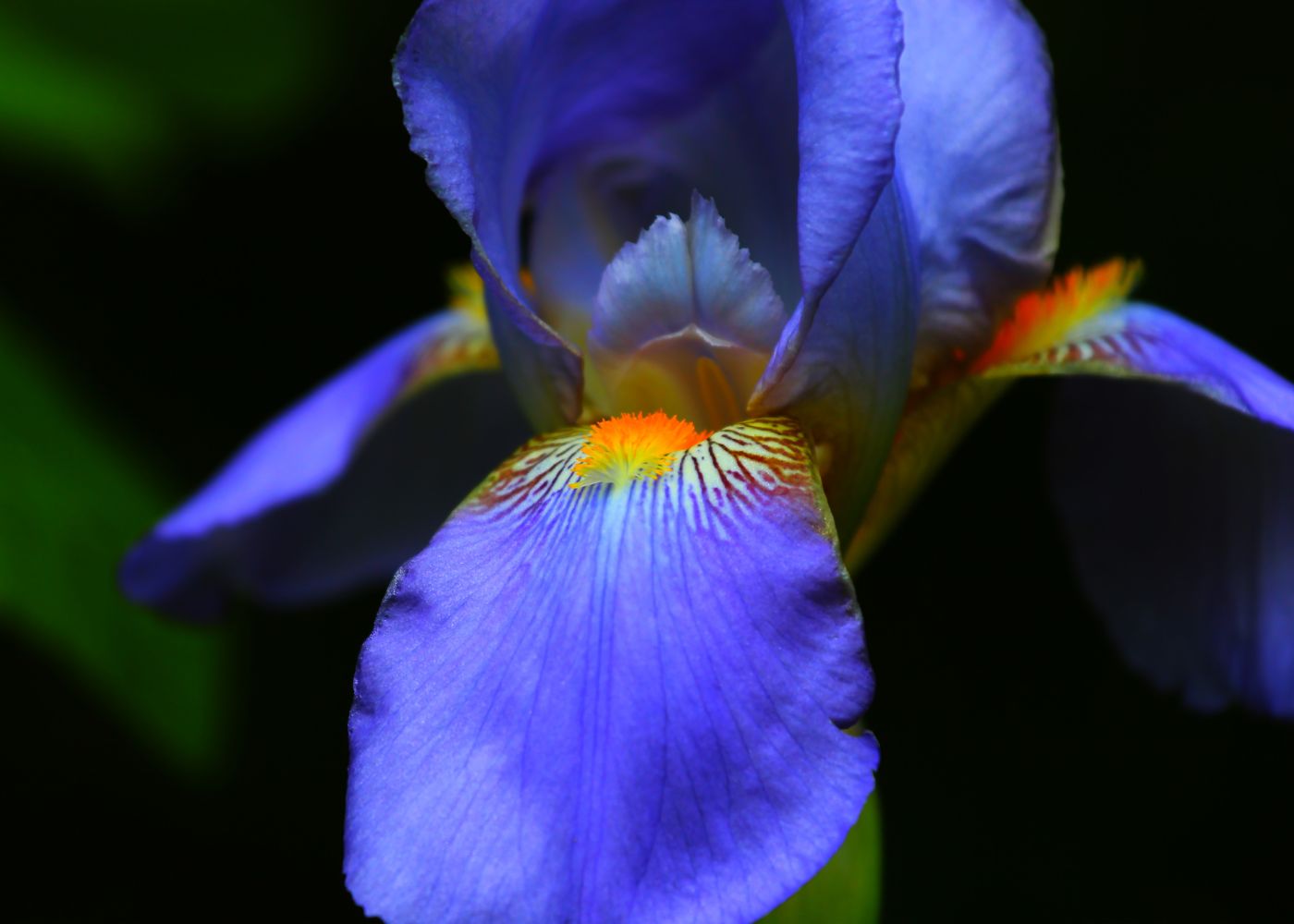 Iris Symbolism What This Flower Means SymbolScholar