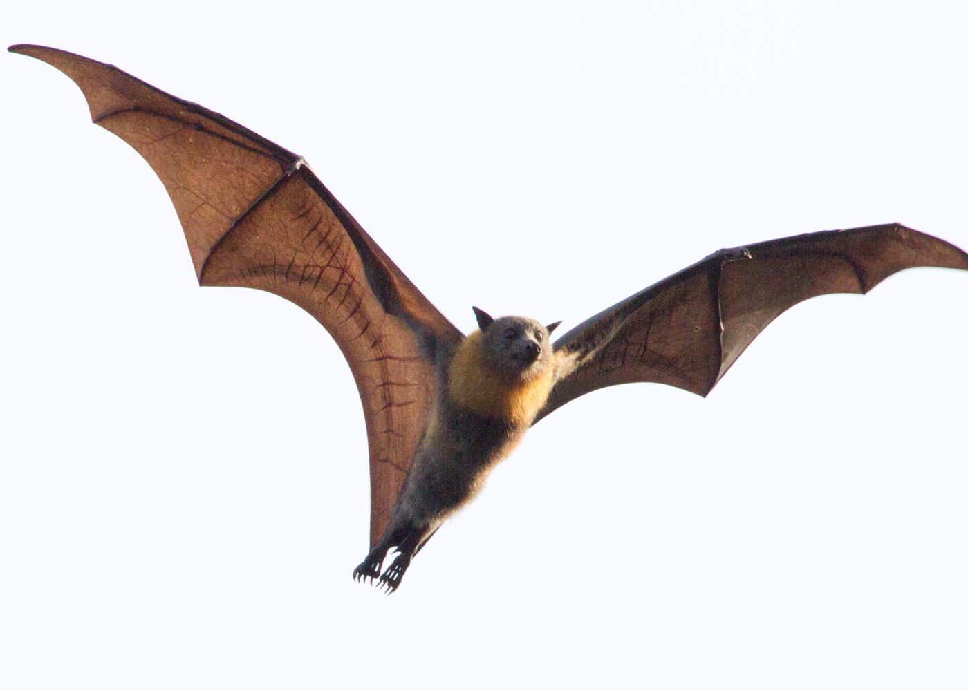 Bat Symbolism & Meaning What You Need To Know SymbolScholar