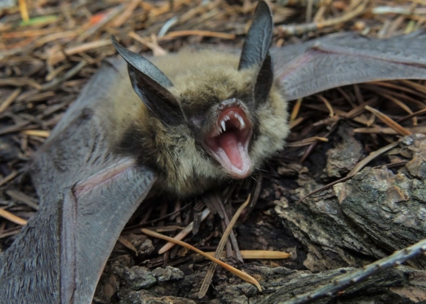 Bat Symbolism & Meaning What You Need To Know SymbolScholar