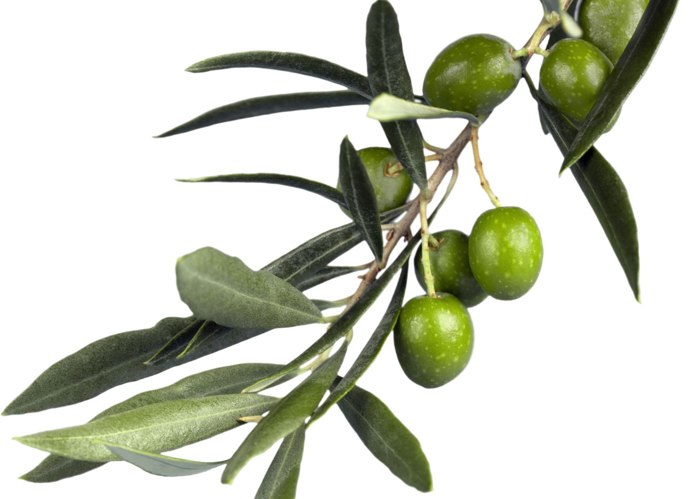 The Historic Olive Branch Meaning SymbolScholar