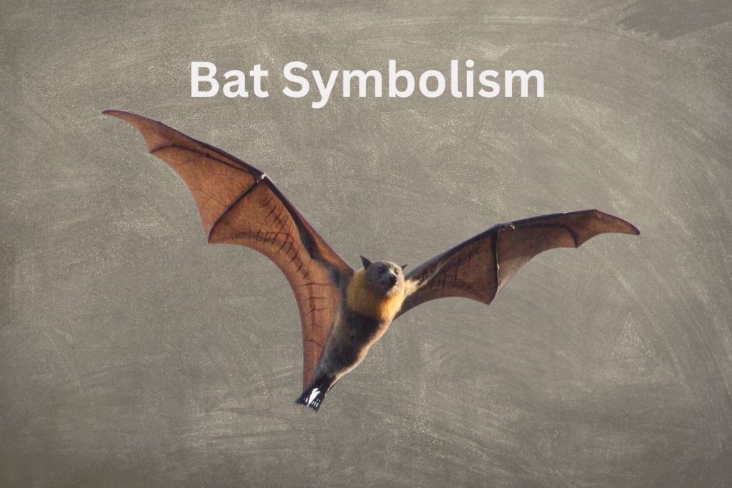 Bat Symbolism & Meaning What You Need To Know SymbolScholar