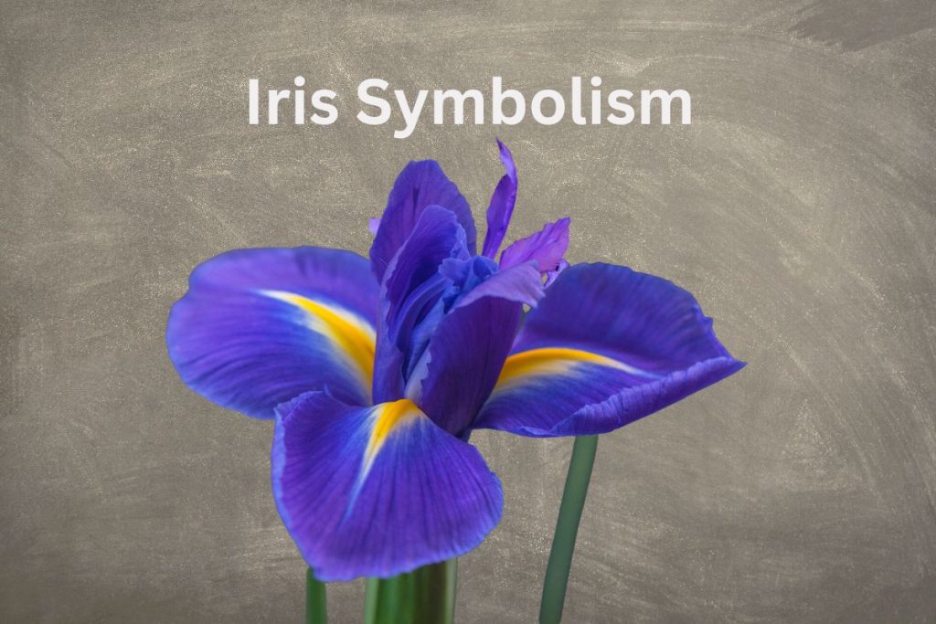 Iris Symbolism What This Flower Means SymbolScholar