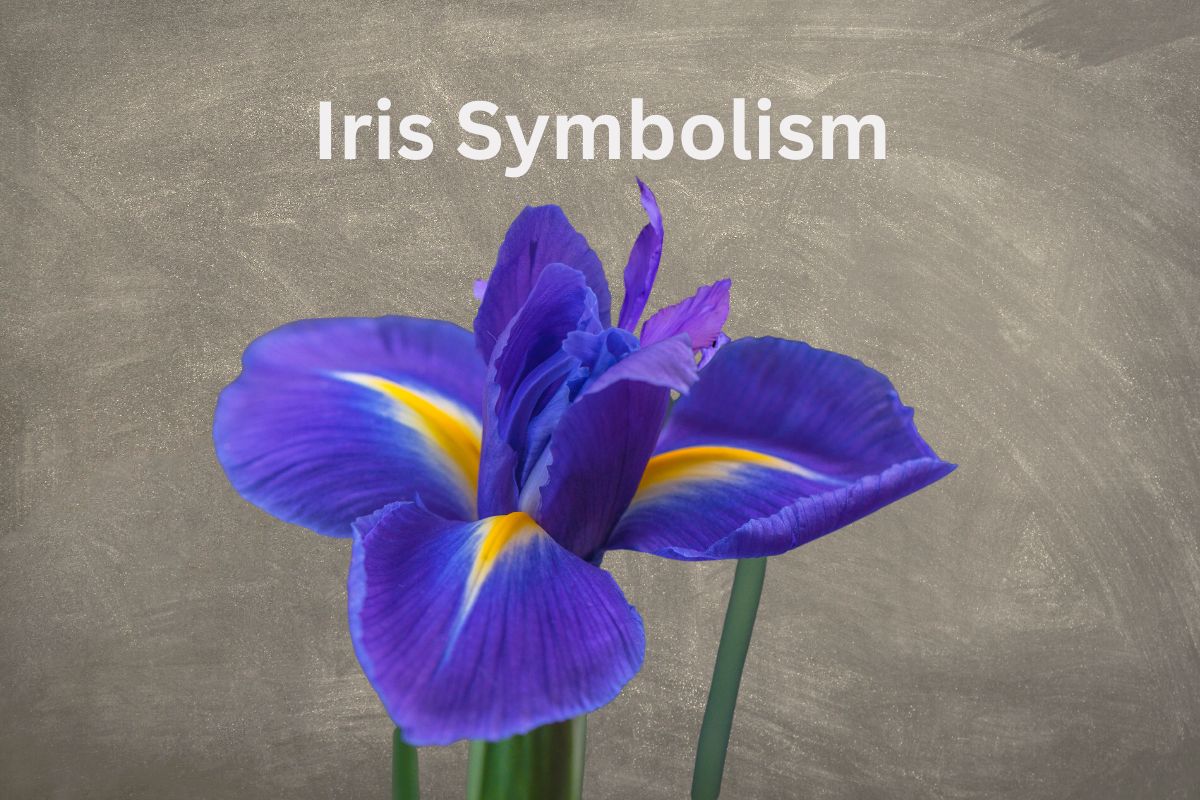 What Is Iris Symbol Iris Flower Meaning Spiritual Symbolism Color 