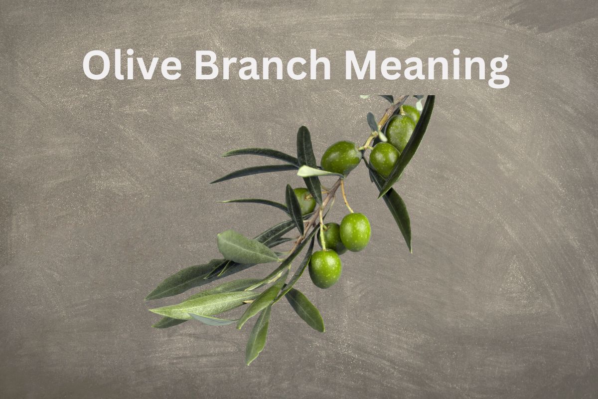 Truce Flag And Olive Branch