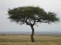 acacia tree