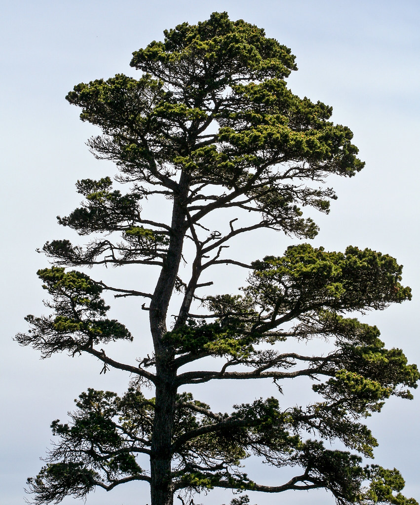 tree symbolism