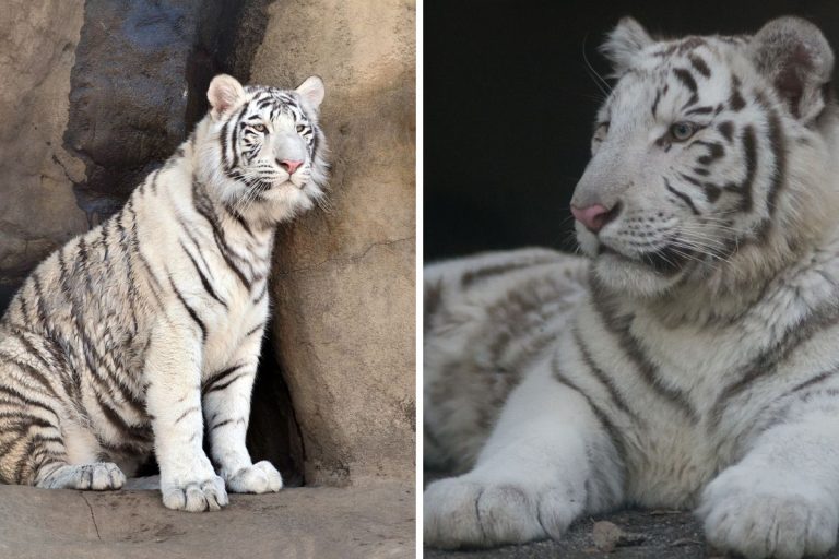 The Tiger Symbol's Mysterious Meaning SymbolScholar