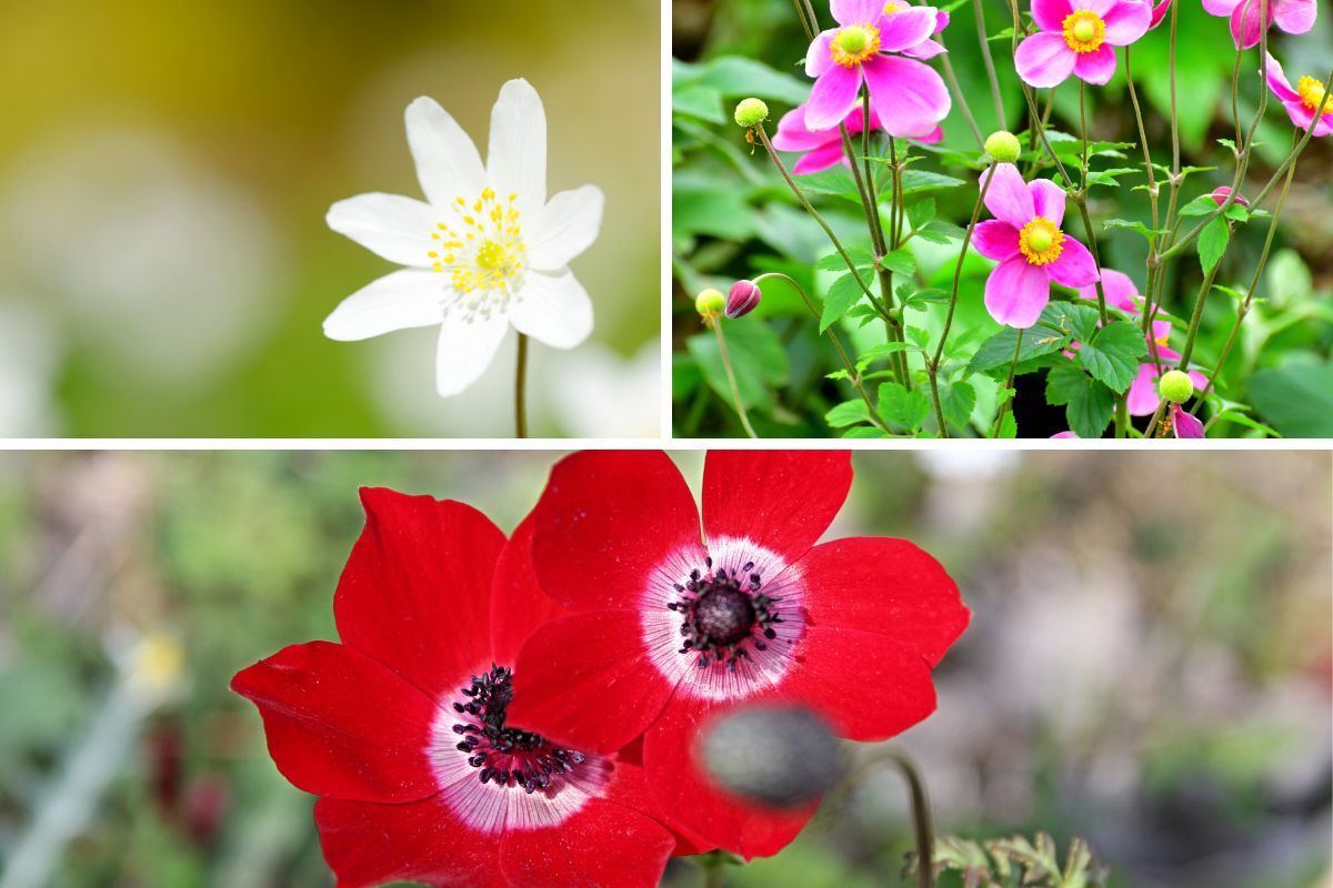 What Is The Anemone Flower Meaning? SymbolScholar