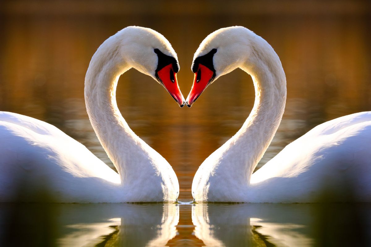 eternal symbol of love meaning in hindi
