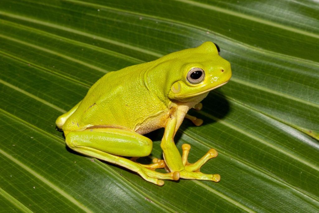 frog spirit animal